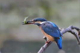 <p>LEDŇÁČEK ŘÍČNÍ (Alcedo attis) Šluknovsko - Jiříkov /Common kingfisher - Eisvogel/</p>